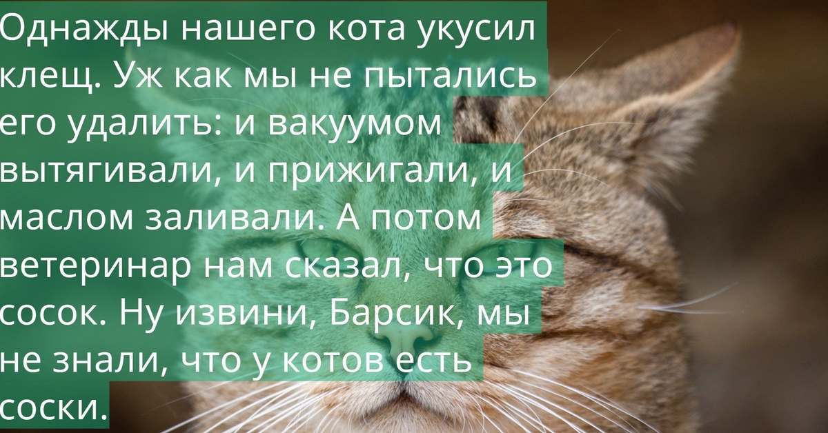 Про барсика. Барсик. Барсик извини. Прости Барсик клещ. Барсик прикольные картинки.