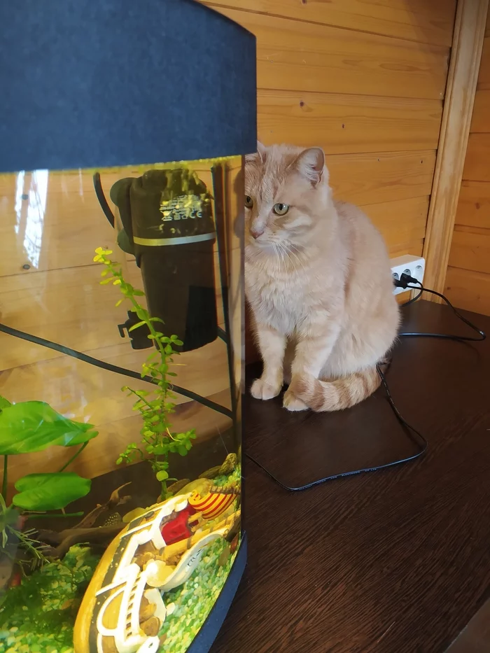 Cat TV - My, Aquarium, cat, Pets, Longpost