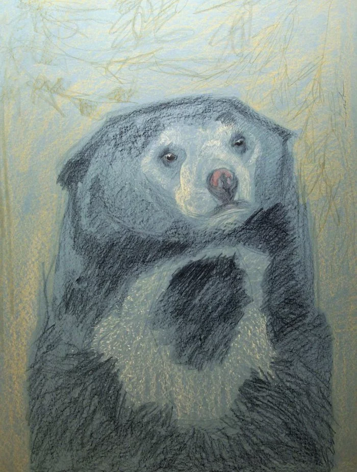 A student from Moscow draws portraits of endangered animals - Wild animals, Drawing, Artist, Exhibition, Interesting, Animal protection, Species conservation, MSU, Moscow, Pencil drawing, Girls, Longpost