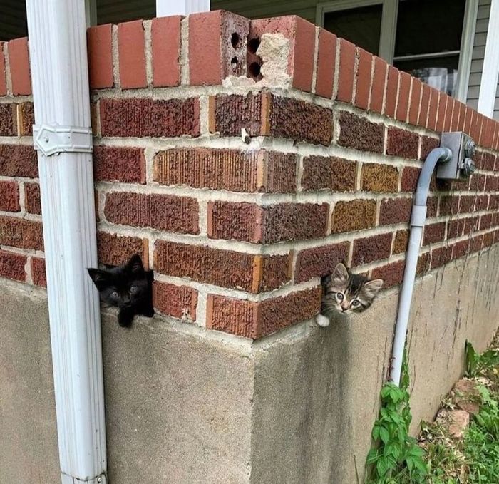 What an interesting masonry - cat, Kittens, Wall, Brickwork