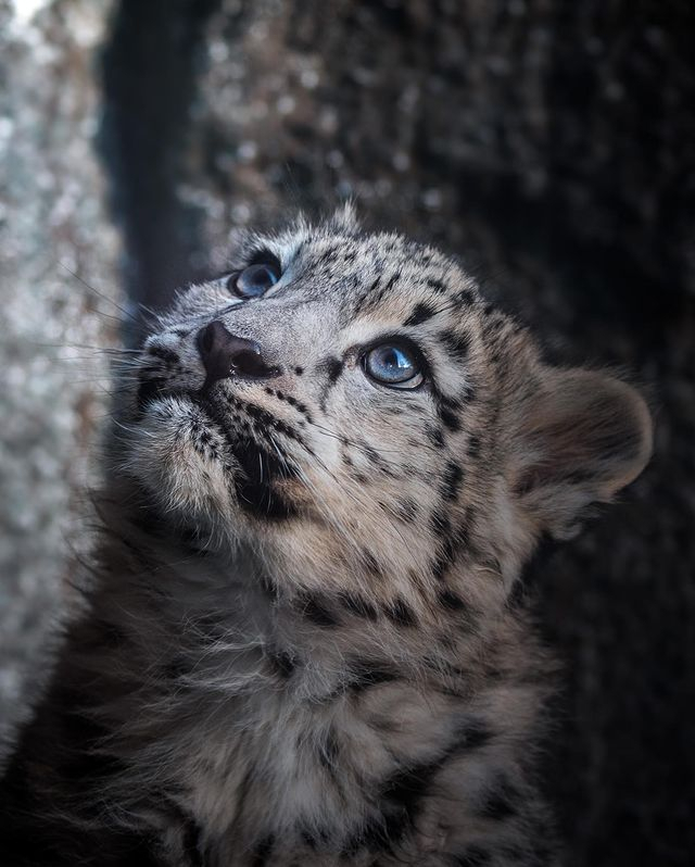 Barsik - Snow Leopard, Big cats, Cat family, Wild animals, Predatory animals, Fluffy, Leipzig, Germany, Zoo