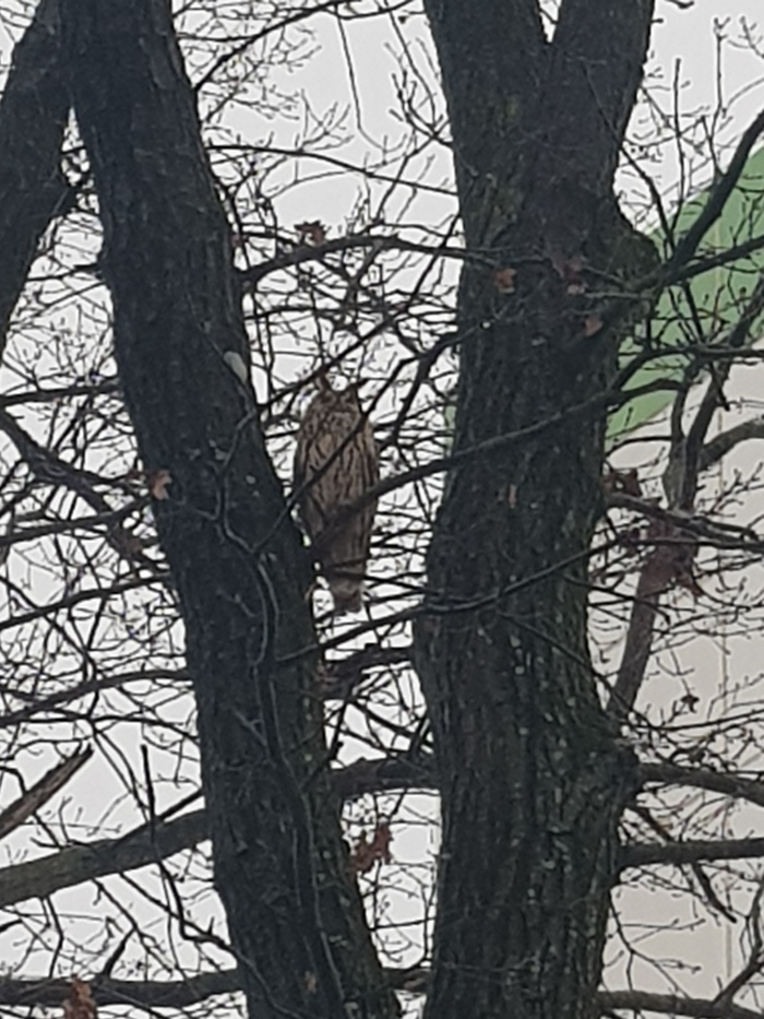 Сова - символ мудрости