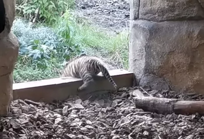 Sumatran tiger cub takes its first steps - Tiger cubs, Tiger, Milota, Cat family, Zoo, London, Great Britain, The national geographic, Predatory animals, Big cats, Rare view, Animals, Video, Longpost