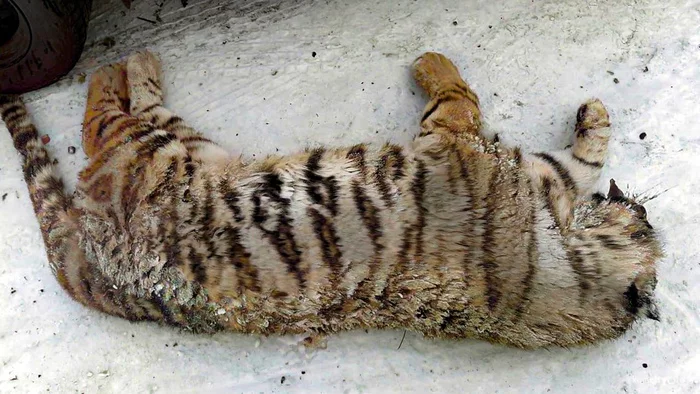 In the Khabarovsk Territory, a train knocked down an Amur tiger to death - Negative, Khabarovsk, Khabarovsk region, news, Animals, Tiger, Nature, Railway, Predatory animals, Wild animals, Big cats, Cat family