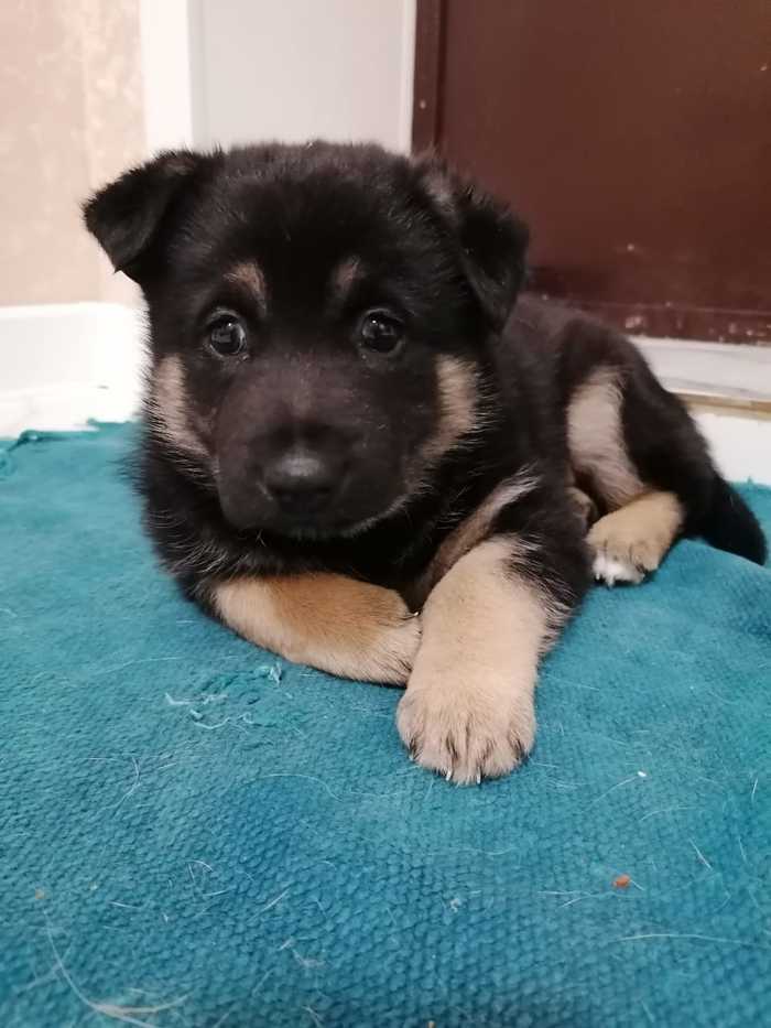 KAZAN. A puppy needs a home. We will deliver to another city - My, Puppies, I will give, Milota, Dog, Video, Longpost, Kazan