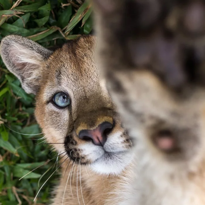 Don't Shoot - Puma, Small cats, Cat family, Predatory animals, Wild animals, South America, The photo