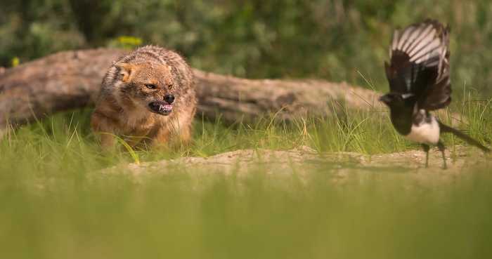 I see the goal - Jackal, Magpie, Wild animals, wildlife, The photo, Birds