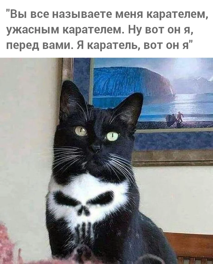 Frank Cat, The Punisher. Himself - cat, Memes, Black cat, Animals, Marvel, Serials, The punisher, Photoshop