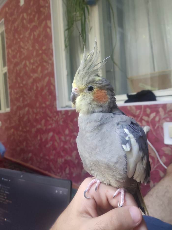 ������ ������