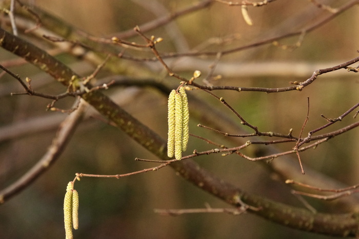 Сережка ольховая...
