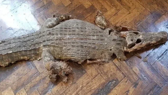 A crocodile found in one of the schools in Wales, according to experts, lived in the XIX century - Find, Crocodiles, Story, Shock, Longpost