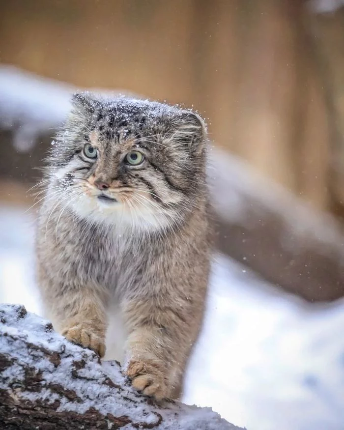 You're me... do you want to iron? - Fluffy, Cat family, Wild animals, Rare view, Predatory animals, Small cats, Pallas' cat, Pet the cat, Japan, Yokohama, Yokohama, Zoo