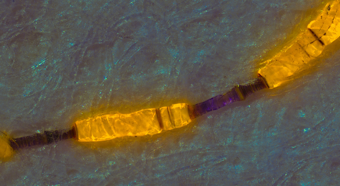 Змей в деньгах