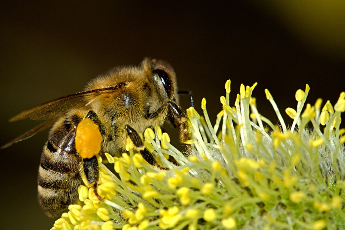 Правда ли, что, если пчёлы вымрут, человечество вскоре тоже ждёт гибель? Познавательно, Интересное, Сельское хозяйство, Ученые, Исследования, Научпоп, Биология, Пчелы, Пчеловодство, Экология, Борьба с лженаукой, Разрушители мифов, Наука, Длиннопост
