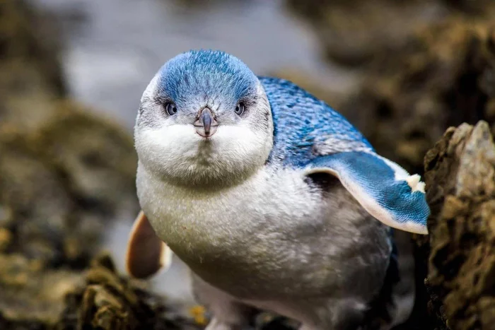 Blue Penguin: Cute workaholics. They go to sea at dawn and return at night, and so on all their lives. - Penguins, Australia, Animal book, Yandex Zen, Longpost, Birds, Wild animals, Interesting, Informative