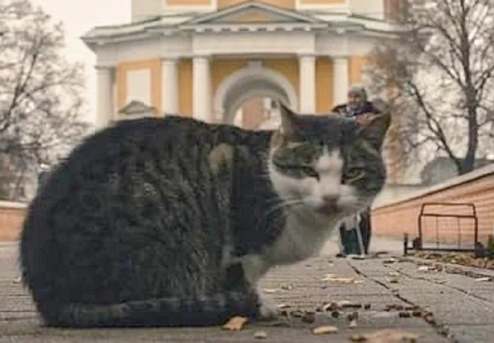 Dog terror in the Ryazan Kremlin - cat, Dog, Negative, Ryazan, Killing an animal, Homeless animals, Mass killings