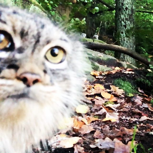 Look me in the eye. Will you iron? - Pallas' cat, Small cats, Fluffy, Predatory animals, Cat family, Rare view, Pet the cat, Milota, Positive, Phototrap, Video