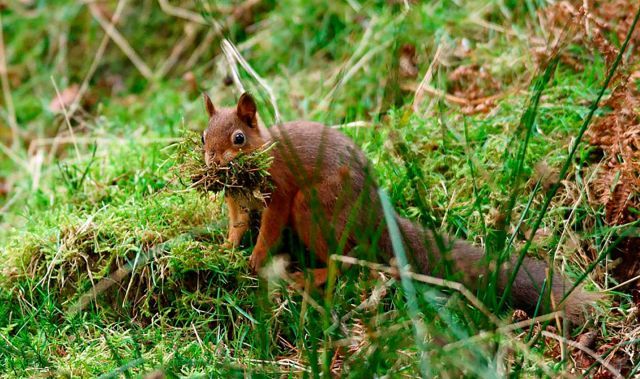 Squirrels in the window to the world of Vasily Klimov - Nature, Ecology, Ornithology, Plants, Insects, The nature of Russia, Eco-city, Video, Longpost