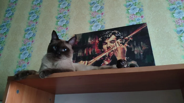 Отдам кота в добрые руки, г. Алматы - Длиннопост, Без рейтинга, Алматы, Кот, В добрые руки, Моё