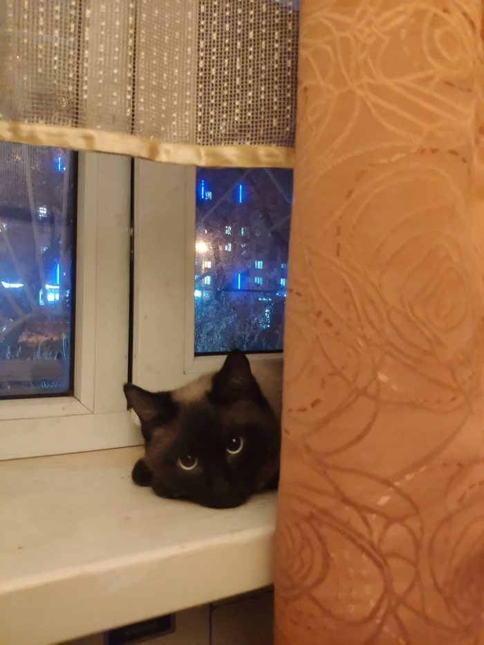 Отдам кота в добрые руки, г. Алматы - Длиннопост, Без рейтинга, Алматы, Кот, В добрые руки, Моё