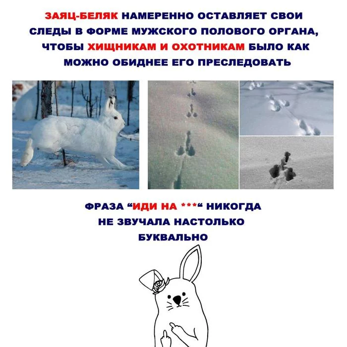 Informative winter - Picture with text, Humor, Hare, Hunting, Footprints, Funny