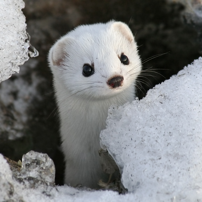 Weasel made a nest in the car - Cunyi, Weasel, Auto, Find, Video