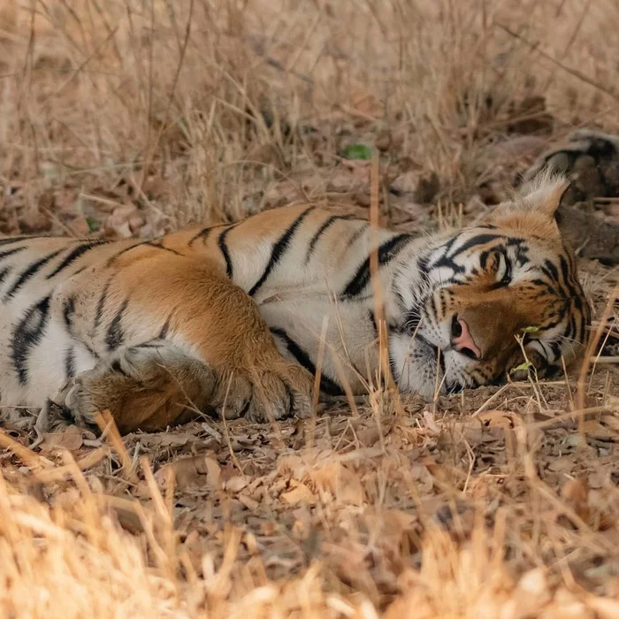 Overcame - Tiger, Big cats, Cat family, Predatory animals, Wild animals, wildlife, National park, India, The photo, Dream