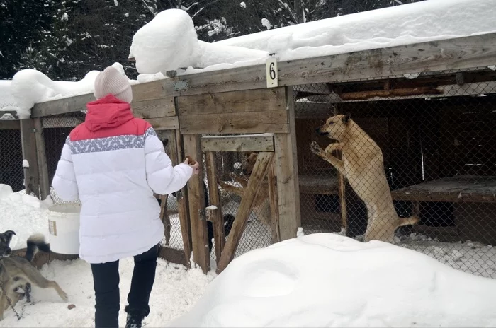 Сегодня у наших Хвостиков был праздник! - Собака, Приют, Пермь, Пермский край, В добрые руки, Без рейтинга, Бездомные животные, Помощь животным, Длиннопост