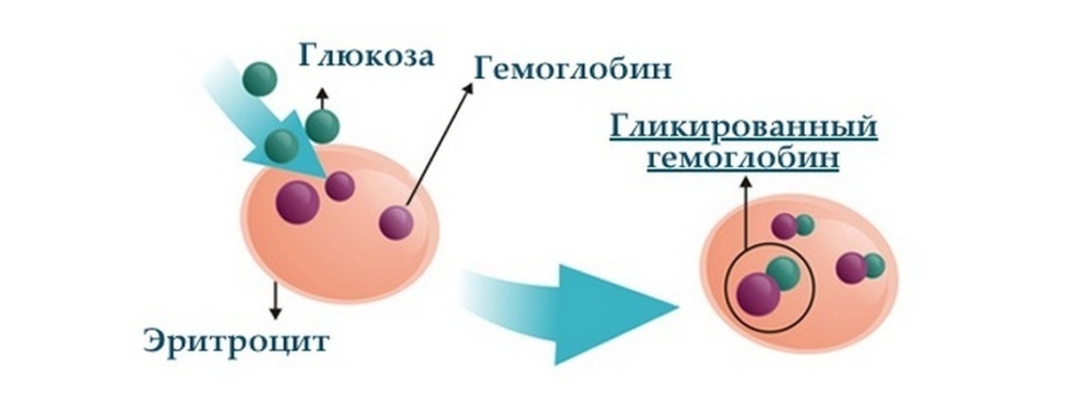 Гликированный гемоглобин что это такое. Образование гликированного гемоглобина схема. Гликозилированный гемоглобин нва1с. Структура гликированного гемоглобина. Строение гликированного гемоглобина.