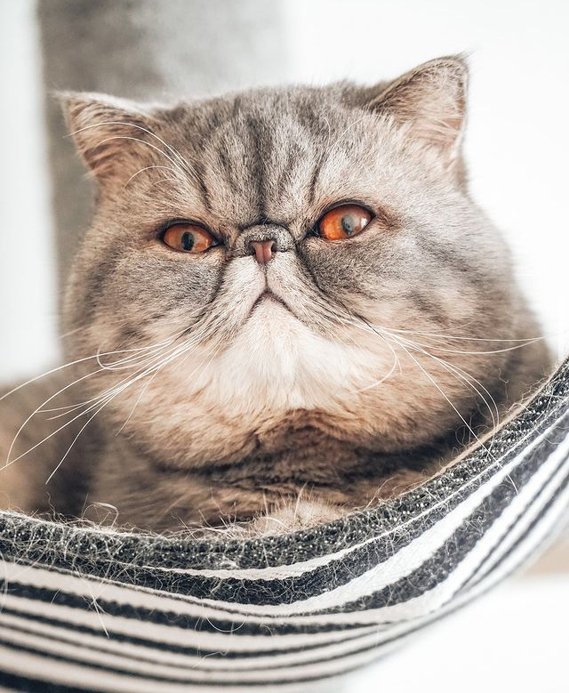   , 