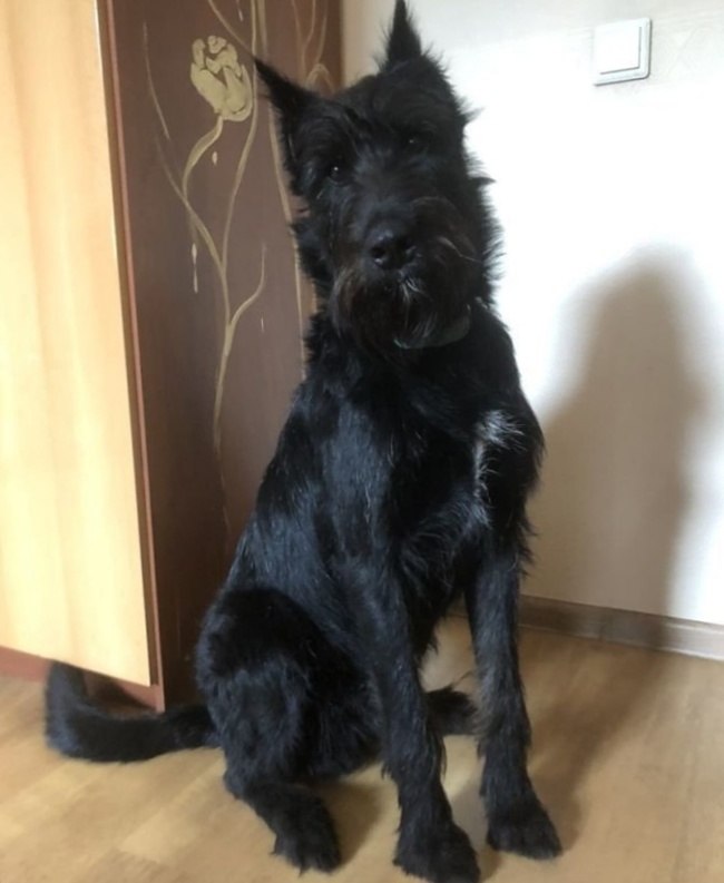 Creative mestizos rosen from Peter Cesar - My, Pets, Dog, In good hands, Giant schnauzer, Saint Petersburg, Helping animals, Schnauzers, Mestizo, Longpost, No rating