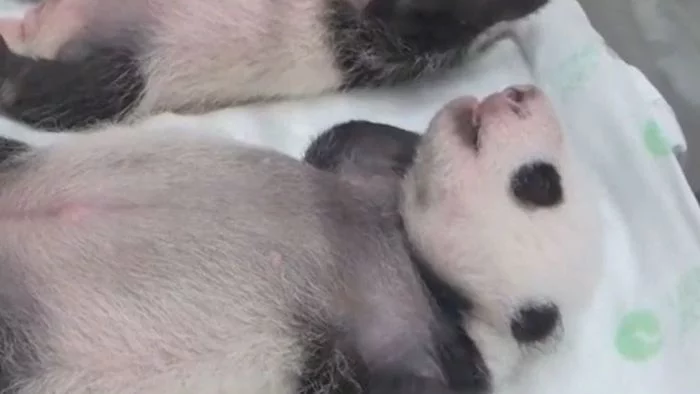 Pandas and fecal transplant - news, Oddities, Translation, Panda, Longpost