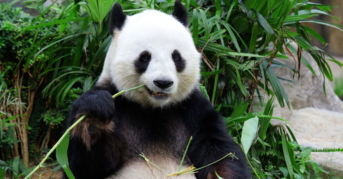 Pandas def. Большая Панда бамбуковый медведь. Панда жует бамбук. Япреская панода. Китай Панда.