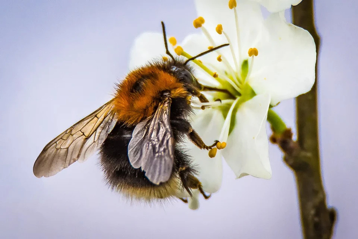Ответ на пост «Правда ли, что, если пчёлы вымрут, человечество вскоре тоже ждёт гибель?» Познавательно, Интересное, Сельское хозяйство, Ученые, Исследования, Научпоп, Биология, Пчелы, Пчеловодство, Экология, Борьба с лженаукой, Разрушители мифов, Наука, Ответ на пост, Длиннопост