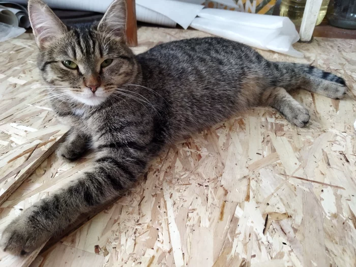 Helps with repairs - cat, Repair, Osb