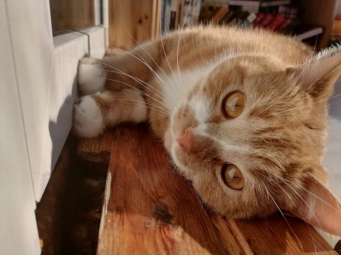 Summer balcony included - My, Redheads, cat, Care, The sun, Balcony, Video, Longpost