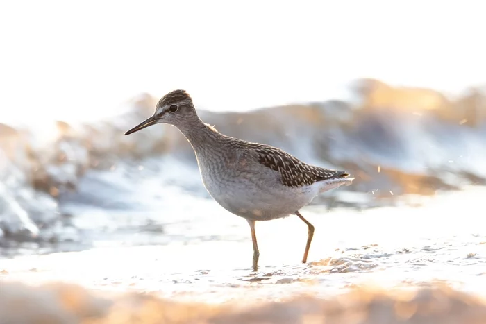 Wood sandpiper - My, The photo, Birds, Wood sandpiper, Ornithology, Animals, Nature