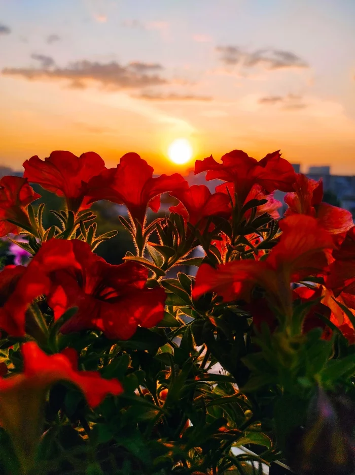 Balcony sunsets - My, Mobile photography, Lightroom, Balcony, Sunset, Summer, Heat