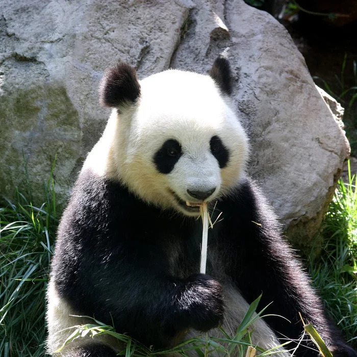 How do pandas manage to stay fat on a bamboo diet? - Panda, Bamboo, Chinese scholars, Fullness, Informative, Scientists, The Bears, Animals, The national geographic, Research, The science, Longpost