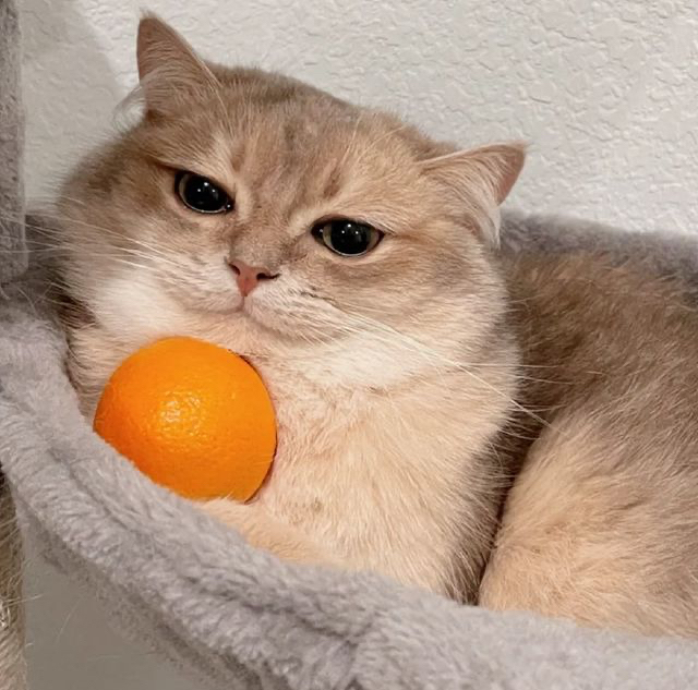 Apesinka - cat, Orange