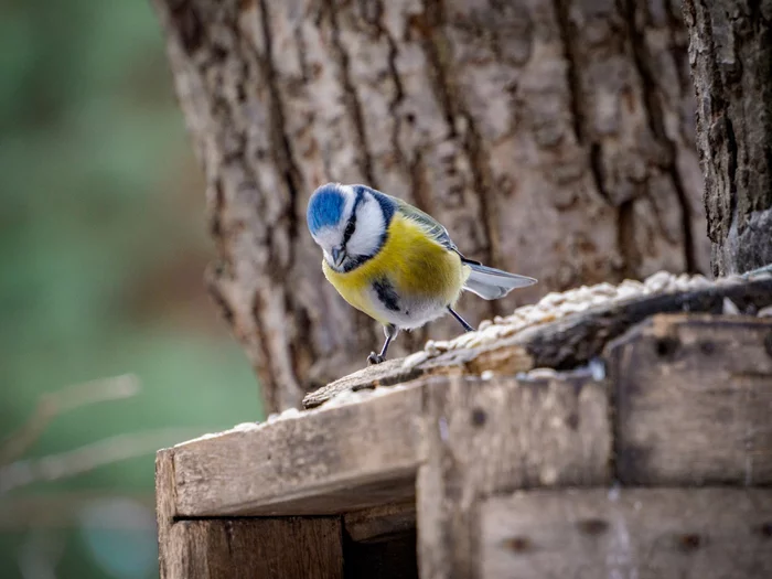 So, b... - My, The photo, Birds, The nature of Russia, Lazorevka