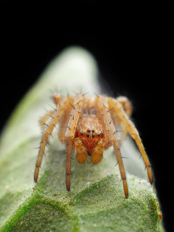 Spider Crossbill - My, Olympus, Zuiko, Spider, Macro photography