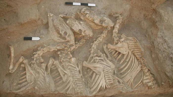Найдены останки первых животных-гибридов Интересное, Познавательно, ДНК, Исследования, Месопотамия, Сирия, Археологические находки, Животные, Палеонтология