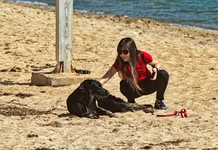 In sand - My, Street photography, The photo, Evpatoria, Crimea, Beach, Dog