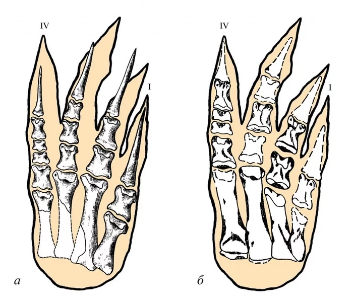 In the footsteps of Segnosaurus - Paleontology, Fossils, Dinosaurs, The science, Research, Scientists, Biology, Longpost