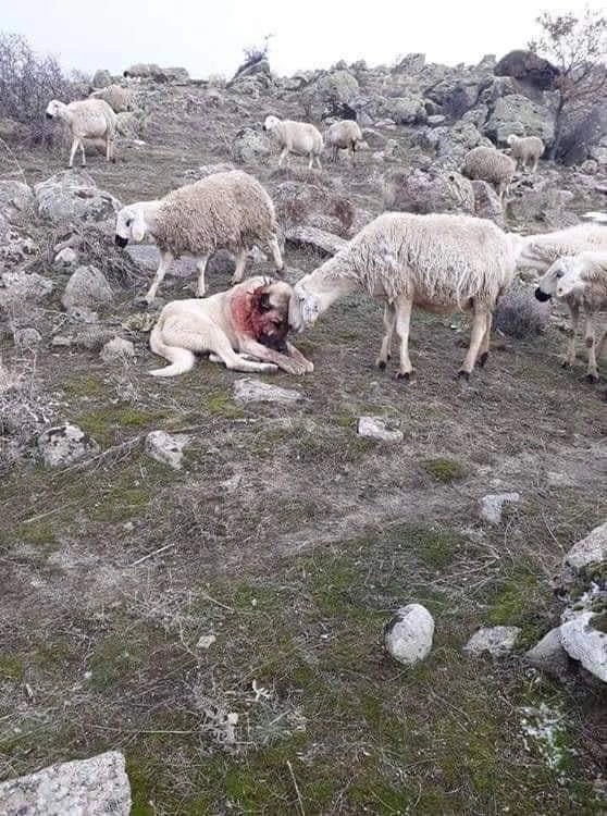 Sheep express gratitude to the dog after rescuing them from wolf attack - Dog, Herding dogs, Sheeps, Pets, Wolf