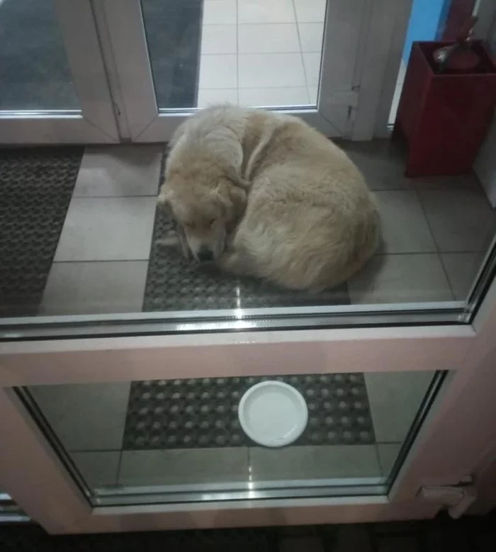 Miraculously saved from the fire: the kindest companion dog is looking for a home - My, In good hands, Helping animals, Homeless animals, No rating, Animal Rescue, The rescue, Moscow, Moscow region, Подмосковье, Balashikha, Dog, Cats and dogs together, Longpost