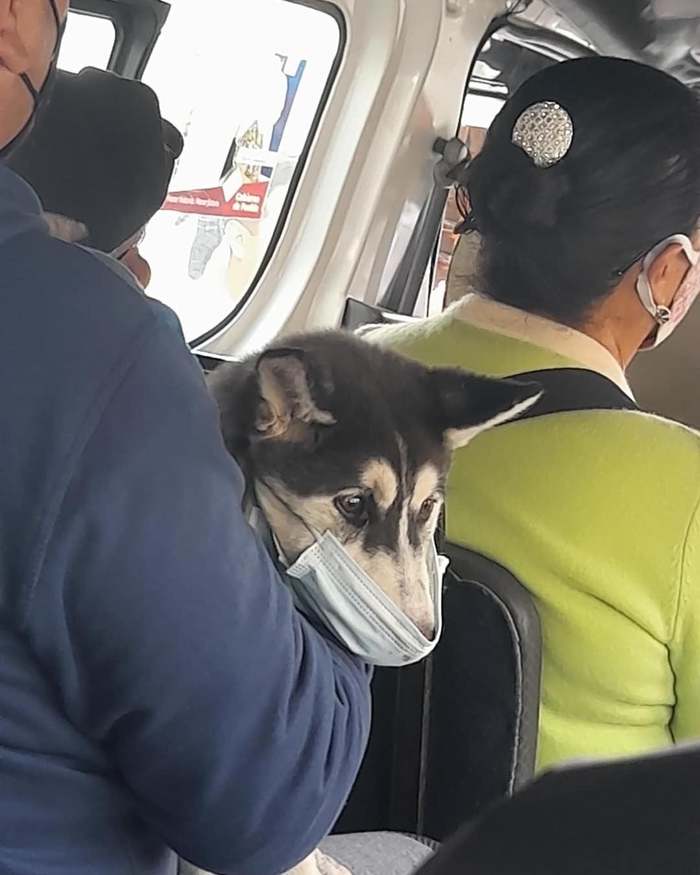 The dog is a little dumbfounded but patient. - Dog, Mask, Means of protection, Public transport, Sight