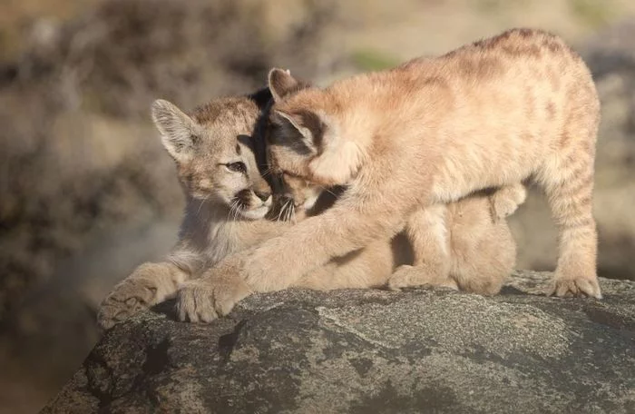 Pumyata - Puma, Small cats, Cat family, Predatory animals, Wild animals, wildlife, Patagonia, South America, The photo, Young