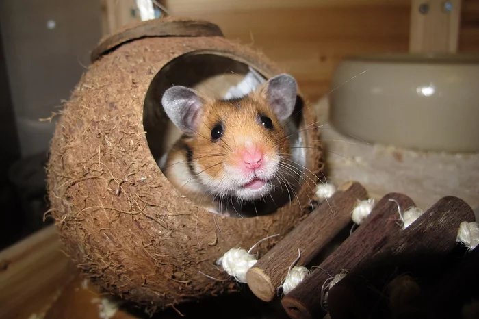 In Hong Kong, the authorities ordered to kill 2,000 domestic hamsters - Hamster, Pets, Hong Kong, Coronavirus, Killing an animal, Negative, The national geographic, Life safety, Longpost